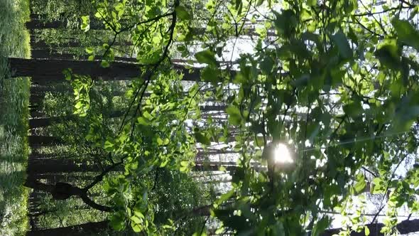 Vertical Video of a Forest with Pine Trees