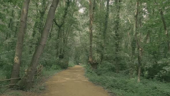 road in the forest