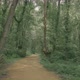 road in the forest - VideoHive Item for Sale