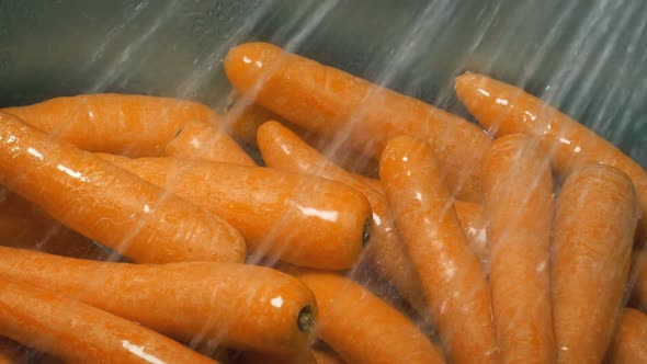 Carrots Get Washed In Sink