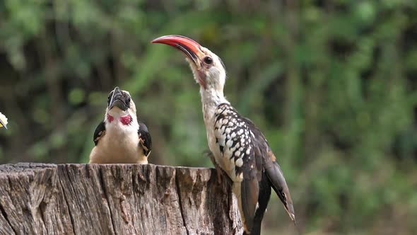 Birds at the Feeder, superb Starling, Von der Decken's Hornbill, Red-billed Hornbill