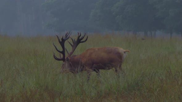 Grazing male red deer with large antlers in the early morning.