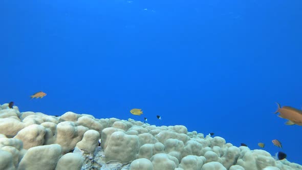 Tropical Fish Corals Marine Reef