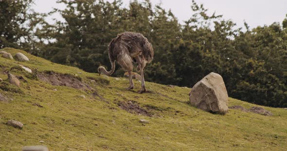 Ostrich On Grass In Safari Park