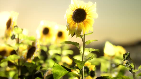 Sunflower Field on a Warm Summer Evening alt