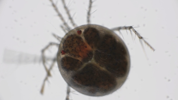 Water Mite Under a Microscope