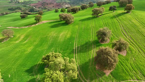 Aerial View of Orchard and Fertile Agricultural Land