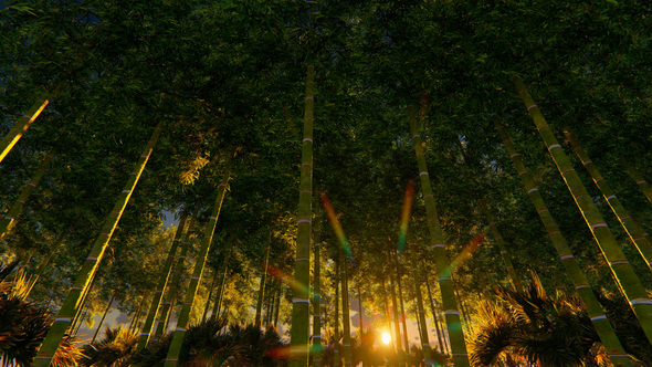 Bambo Forest At Sunset