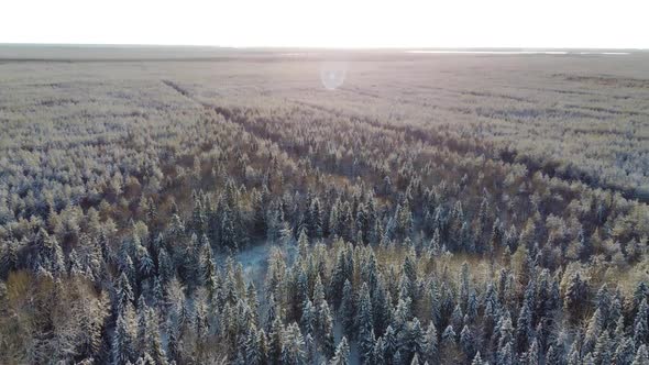 Aerial View From a Drone of a Road in the Middle of Snowcovered Trees and Snowcovered Forest on a