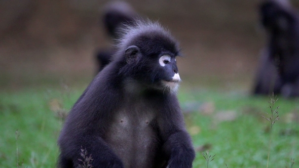 Dusky Leaf Monkey (Trachypithecus Obscurus) Sitting on the Ground at Angthong National Marine Park