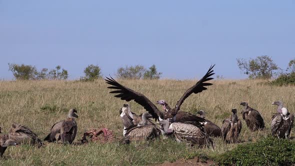 980413 African White Backed Vulture, gyps africanus, Ruppell’s Vulture, gyps rueppelli, Lappet-faced
