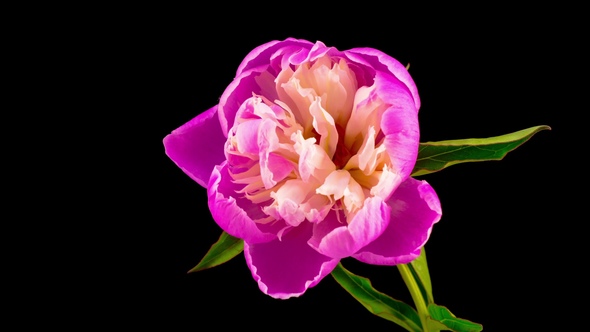 Pink Peony Flower Blooming