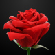 Red Rose - 3DOcean Item for Sale