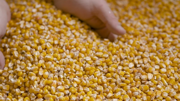 Corn Grains in Farmer Hands.