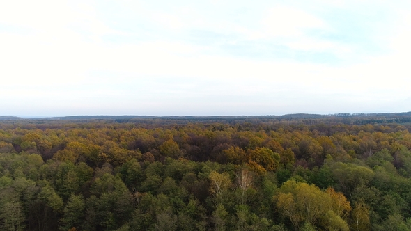 Flying Over Forest. Forest From Above