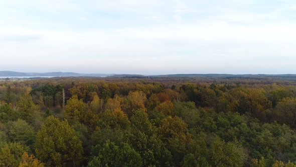 Flying Over Forest