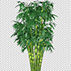 Growing Bamboo Shrub - VideoHive Item for Sale