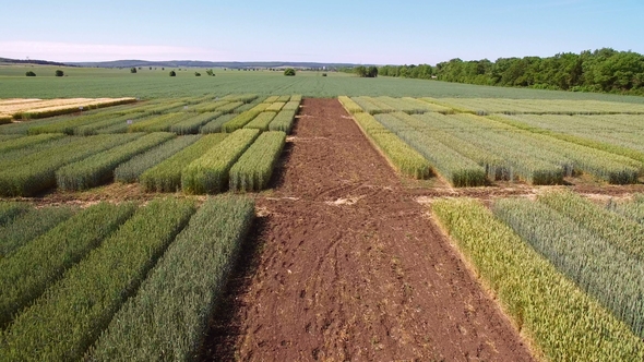 Studies of Rye and Wheat Varieties. Flying Over the Field of Plots for Crop Research. Scientists Are