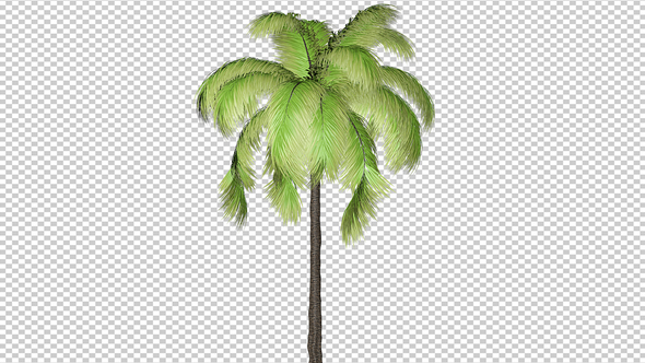 The Growing Palm Tree alt