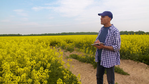 Researcher with Digital Tablet Examining Rape Blossom on Field