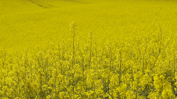 View of Yellow Colza Field and Canola Rape Field