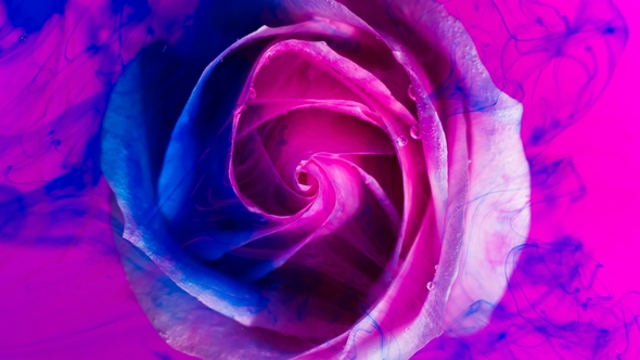 Top View of a Beautiful Rose in Spreading Paint.