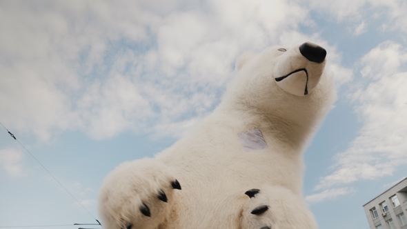 A Cool White Bear Dances. Lower View Angle