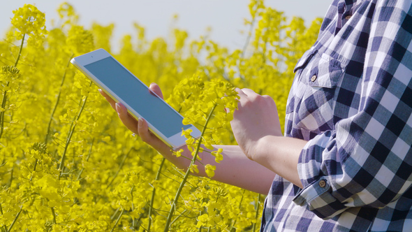 Farmer Touching Screen Of Digital Tablet At Rapeseed Field