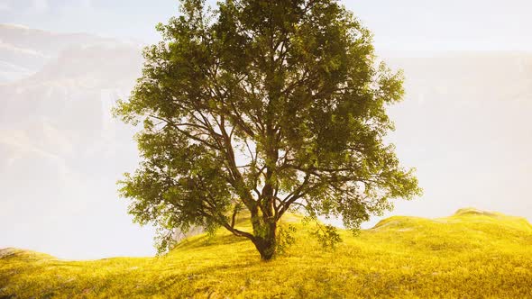 Green Tree on a Hill on a Sunny Day in Summer
