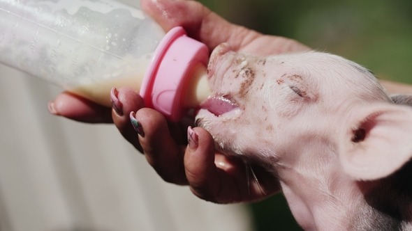 Hand Feeding Baby Pig
