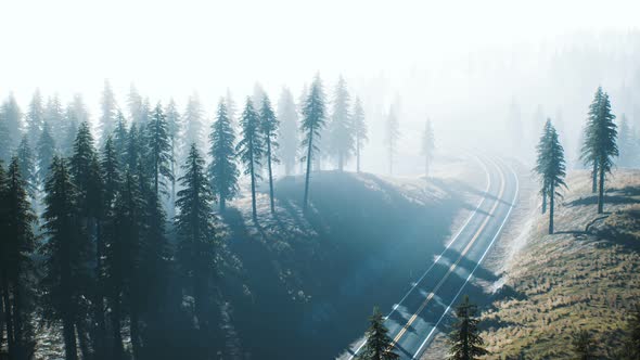 Road Through the Russian Taiga Forest From Aerial View