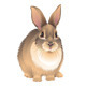 Rabbit - GraphicRiver Item for Sale