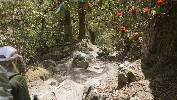 Girl Walking in Mysterious Forest Among the Mountains of Nepal