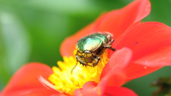 Cetonia Aurata on the Red Dahlia Flower