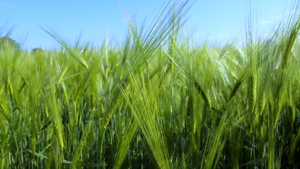 Wheat Field