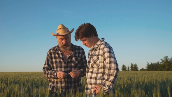 The Old Farmer Holds Wheat Ear and Explains His Son About Harvest