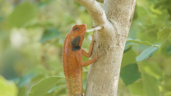 Orange Lizard on the Tree Finds Insects To Eat, National Park Chitwan in Nepal.