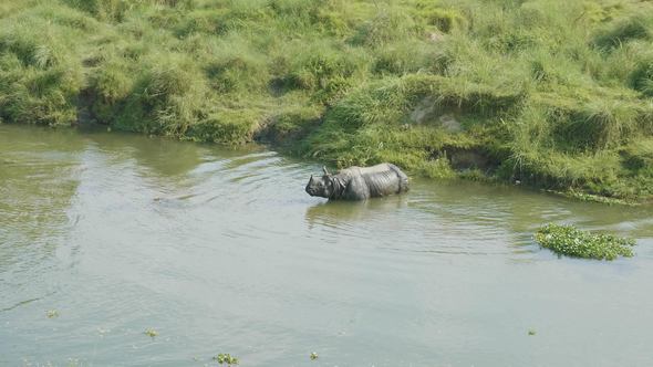 Rhino Eats and Swims in the River. Chitwan National Park in Nepal.