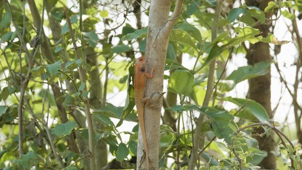 Orange Lizard on the Tree Finds Insects To Eat, National Park Chitwan in Nepal.