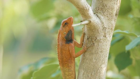 Orange Lizard on the Tree Finds Insects To Eat, National Park Chitwan in Nepal