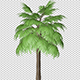 Palm Tree - VideoHive Item for Sale