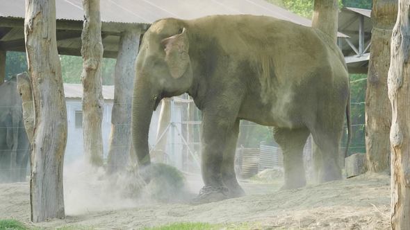 Elephants Takes Shower of Dust in the Farm of National Park Chitwan, Nepal