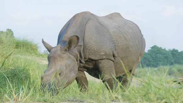 Rhino Eats Green Grass. Chitwan National Park in Nepal