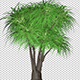 Ponytail Palm Tree - VideoHive Item for Sale