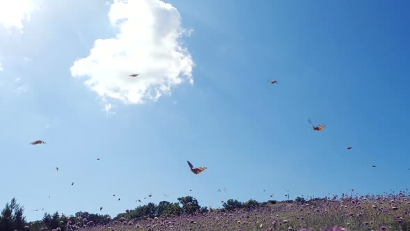 Lots of Butterflies in SLOW MOTION Over a Field Against Beautiful Blue Sky. Camera Moves Among