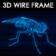 Fly 3D Wire Frame - VideoHive Item for Sale