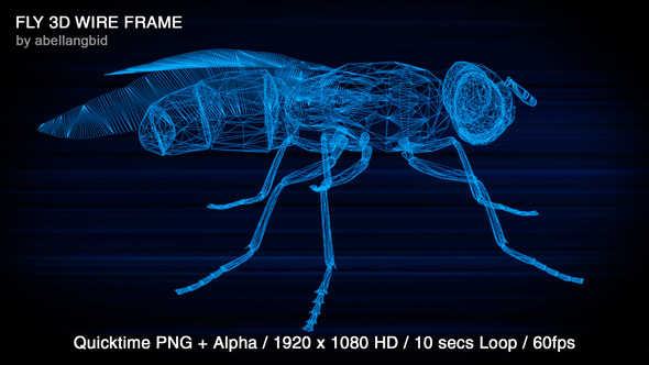 Fly 3D Wire Frame