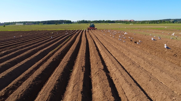 Agricultural Work on a Tractor Farmer Sows Grain. Hungry Birds Are Flying Behind the Tractor