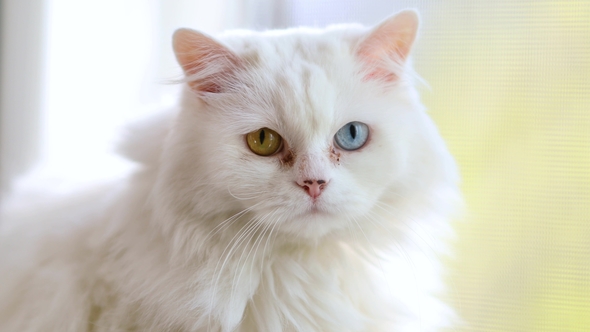 Domestic Cat with Complete Heterochromia. White Cat with Different Colored Eyes