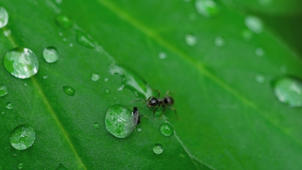 Ant and Aphid